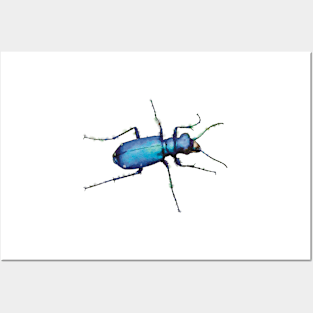 Metallic Blue Tiger Beetle Posters and Art